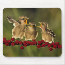 Search for bird mouse mats Beak