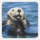Search for monterey stickers Animal