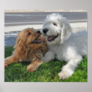 Search for labradoodles art Poodle