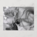 Search for black and white rose postcards Flower