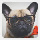 Search for puppy photo stickers Pug