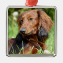 Search for wiener dog christmas tree decorations Animal
