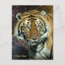 Search for tiger portrait postcards Cat