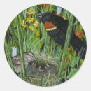 Search for blackbird stickers Nature