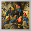 Search for vintage parrot posters Exotic
