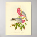 Search for rose breasted posters Galah