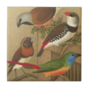 Search for bird tiles Avian