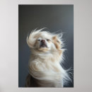 Search for salon posters Dog grooming