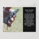 Search for lizards postcards Herpetology