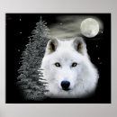 Search for arctic wolf posters Animals