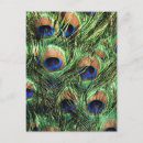Search for peacock feathers postcards Photography
