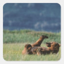 Search for ursus stickers Alaska