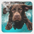 Search for joyful designs stickers Dog products