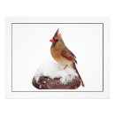 Search for female cardinal art Winter