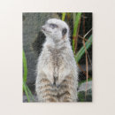 Search for meerkat puzzles Wildlife