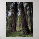 Search for tree bark art Forest
