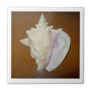 Search for conch shell tiles Seashells