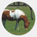 Search for pinto stickers Equine