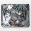 Search for big cats mouse mats Wildlife photography