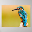 Search for kingfish posters Animal