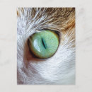 Search for cat eye postcards Kitten