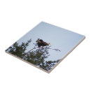Search for bald eagle tiles Tree