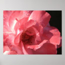 Search for matte finish Flowers