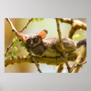 Search for senegal posters Animal