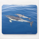 Search for wild creatures mouse mats Swimming