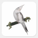 Search for cockatiel stickers Nature