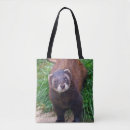 Search for polecats Mustelid
