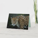 Search for big cat cards Portrait
