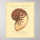 Search for vintage sea shells posters Coastal