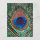 Search for peacock feathers postcards Nature