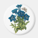 Search for redoute magnets Flower