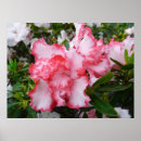 Search for white azalea posters Floral