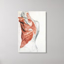 Search for torso Muscular