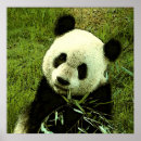 Search for cool panda art Bear