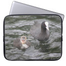 Search for coot Water