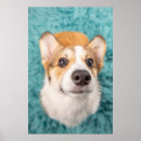 Search for animal faces posters Pet