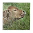 Search for cow and calf tiles Calves