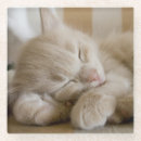 Search for whiskers coasters Pet