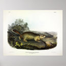 Search for marmot art Illustration
