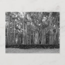 Search for banyan postcards Landscape
