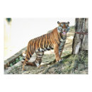 Search for snarling posters Tiger