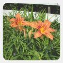 Search for tiger lily stickers Nature