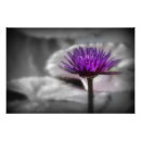 Search for white lily posters Black and white
