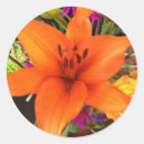 Search for tiger lily stickers Orange