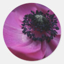 Search for anemones stickers Flower