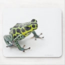 Search for poison mouse mats Animal